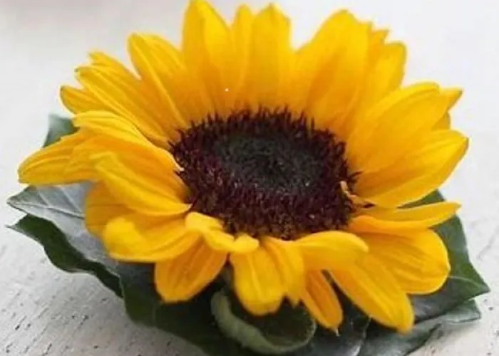 Bed & Breakfast Goedenraad